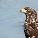 reagan-ross-Aq6FKhnvJ_8-unsplash